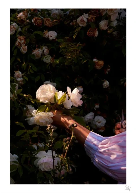 Rose Hand