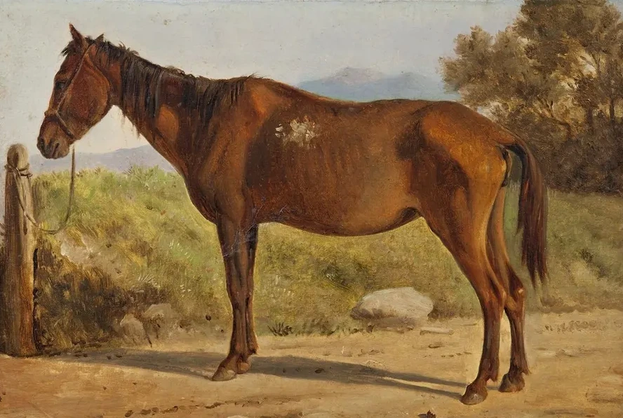 Rosinante (study of an Old Standing Horse)
