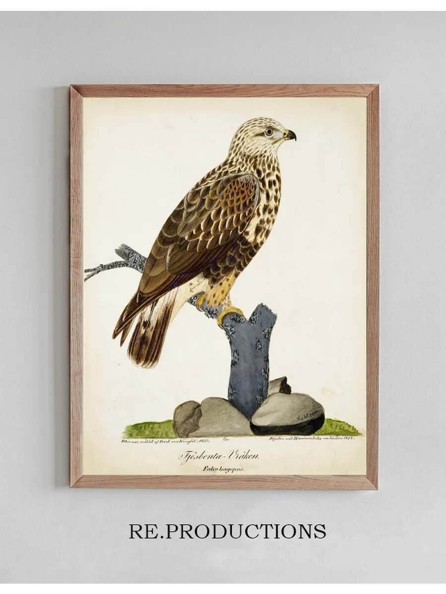 Rough - Legged Buzzard