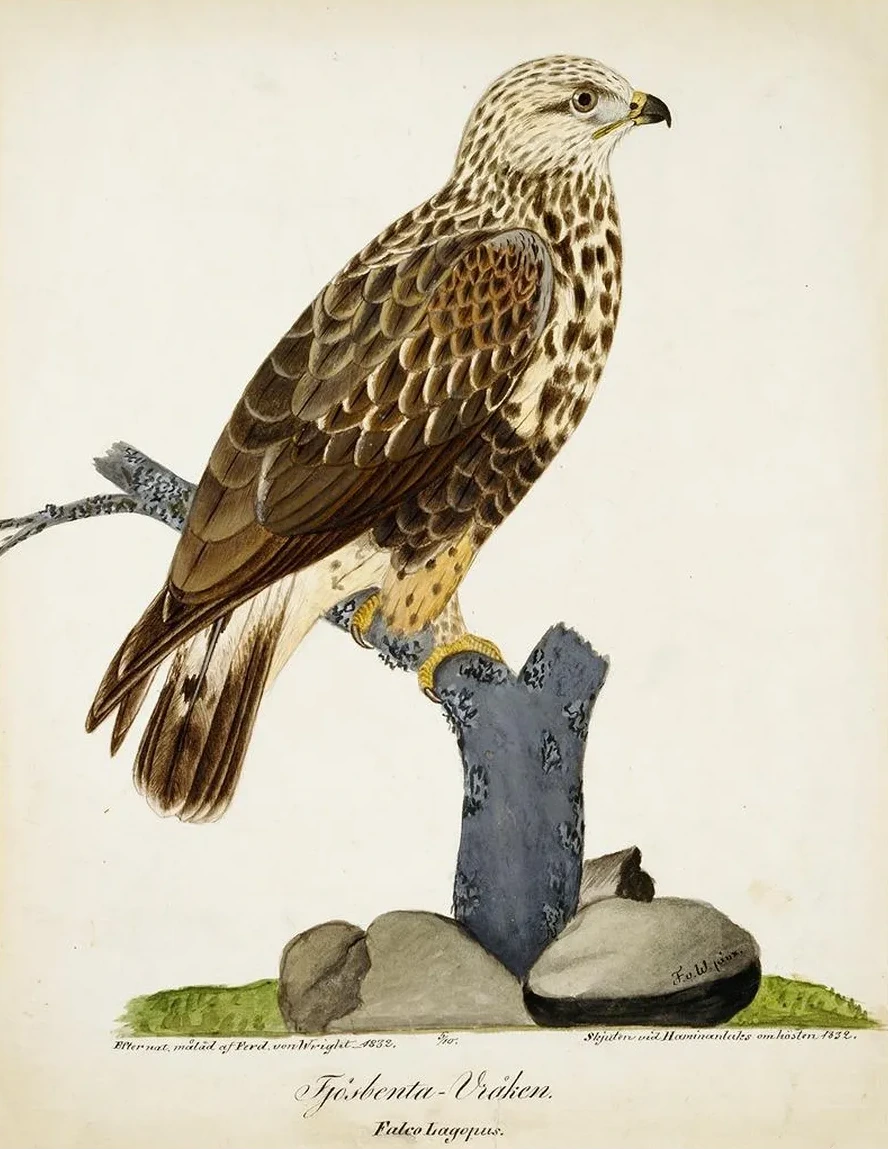 Rough - Legged Buzzard