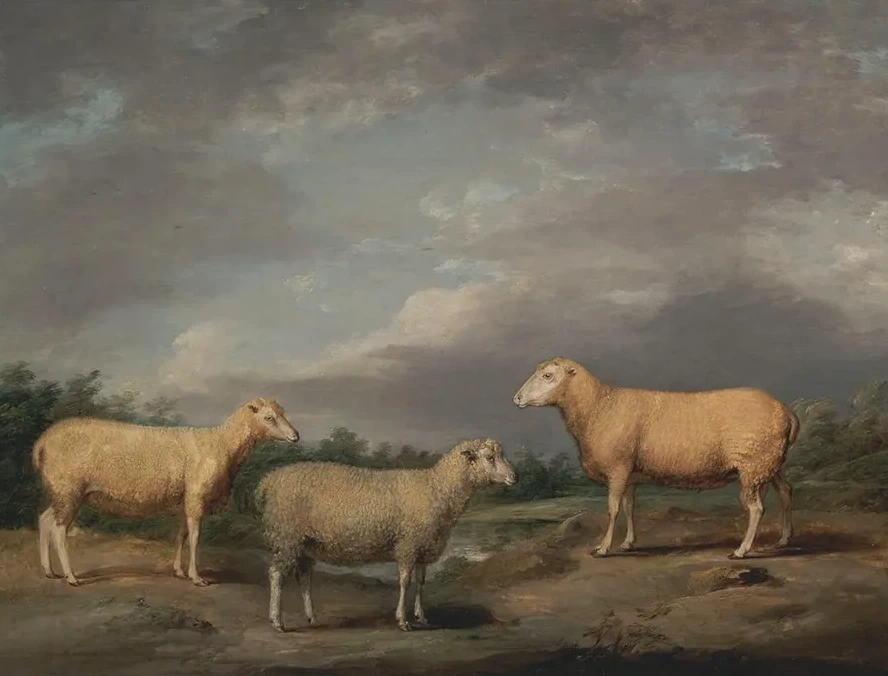 Ryelands Sheep, the King's Ram, the King's Ewe and Lord Somerville's Wether