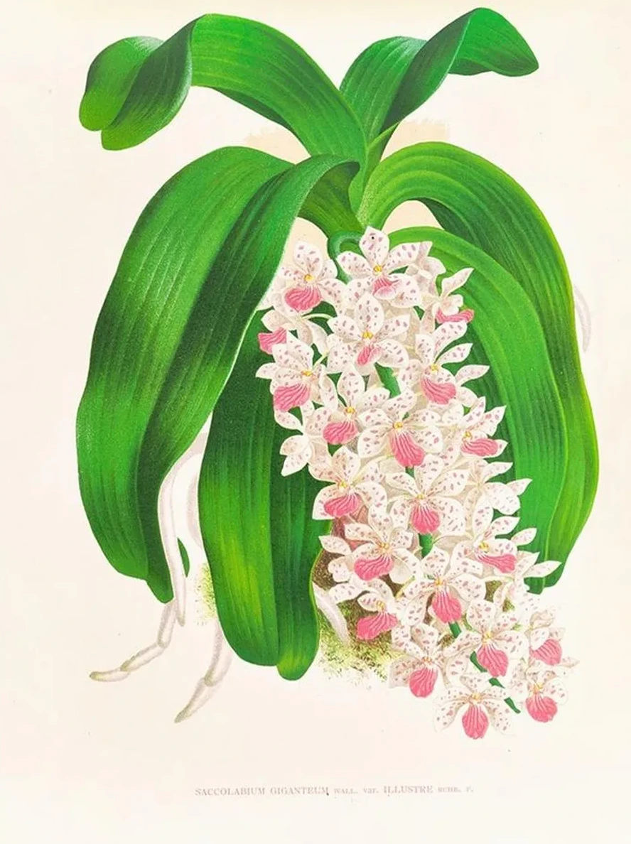 Saccolabium Giganteum Var Illustre