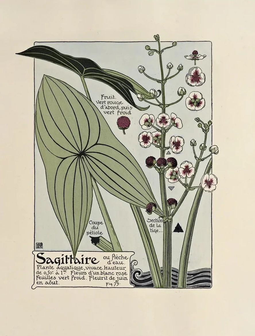 Sagittaire