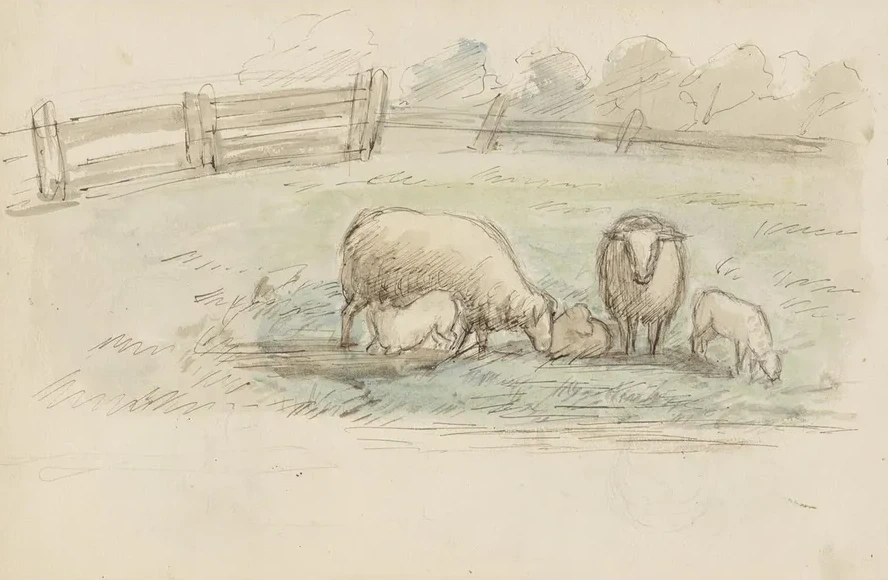 Schapen in Een Weide