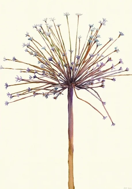 Schubertii
