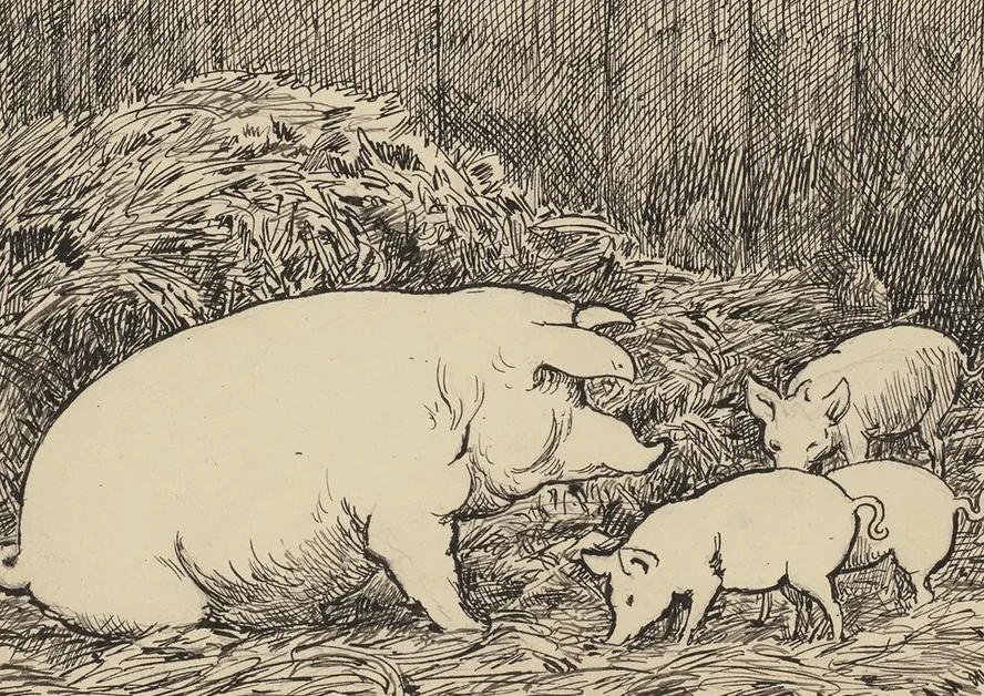 Schwein