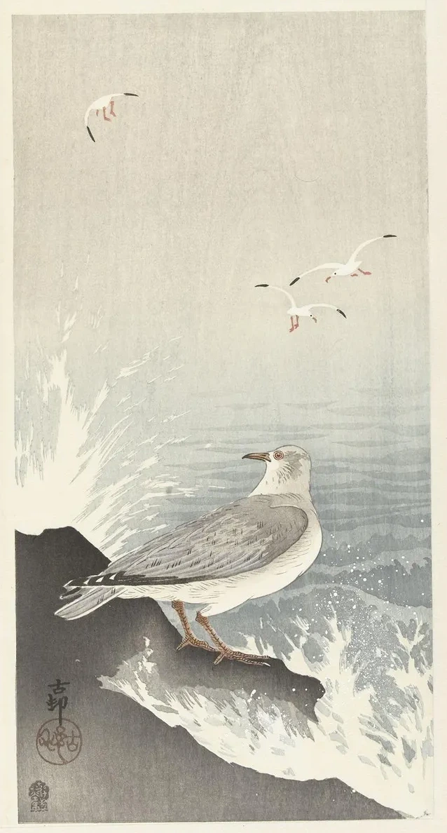 Seagull on Rock