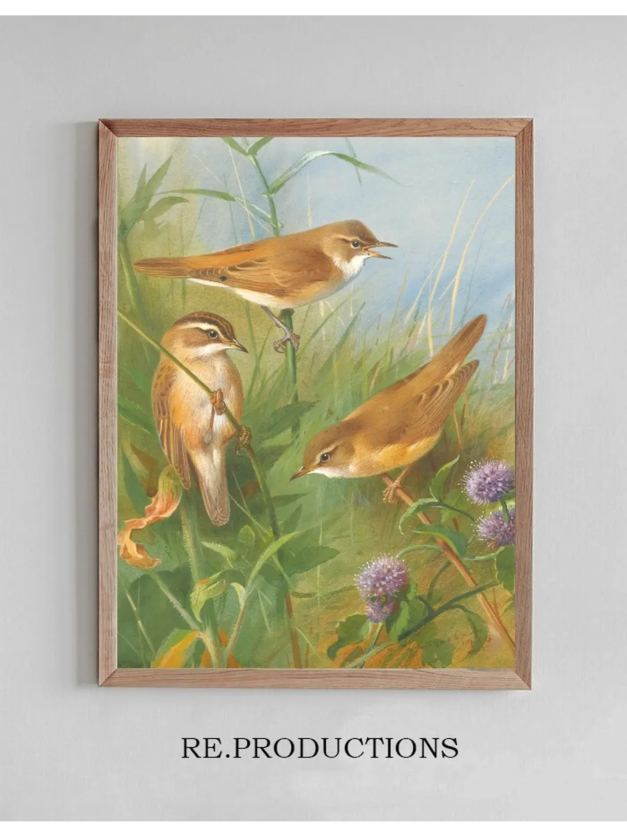 Sedge Warbler, Reed Warbler Andmarsh Warbler