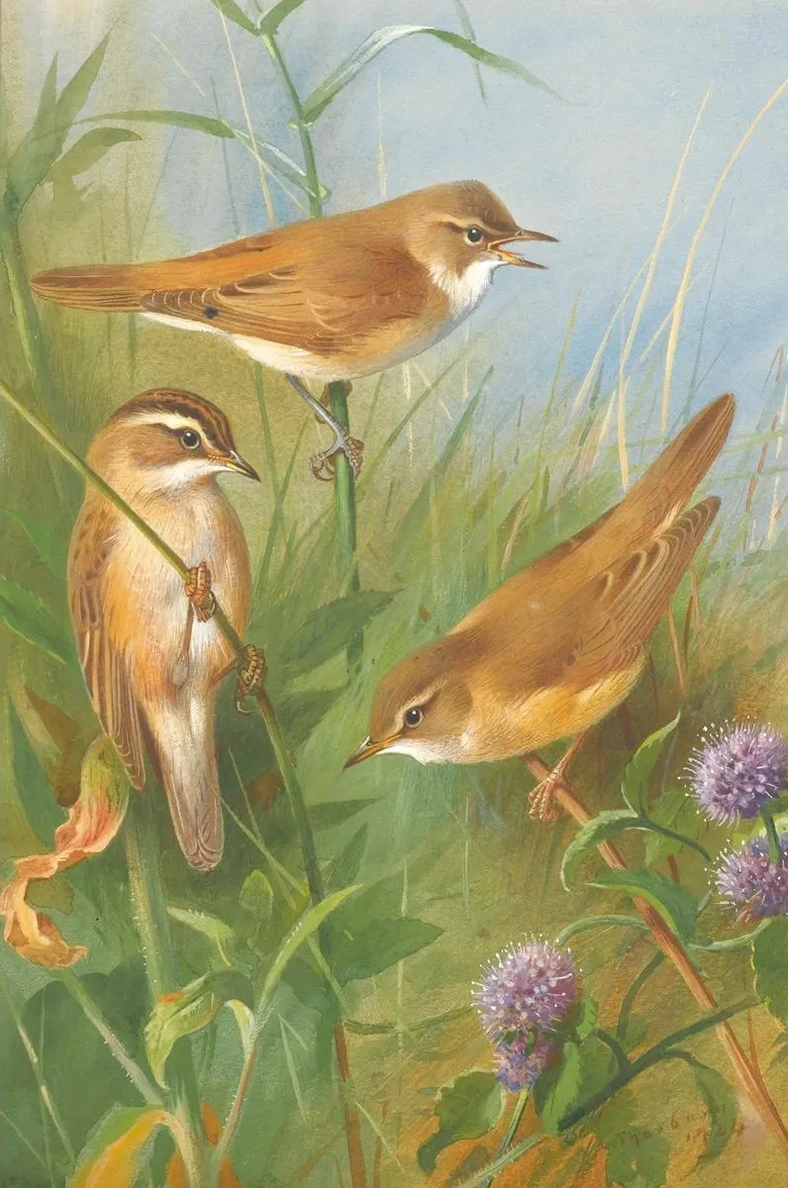 Sedge Warbler, Reed Warbler Andmarsh Warbler