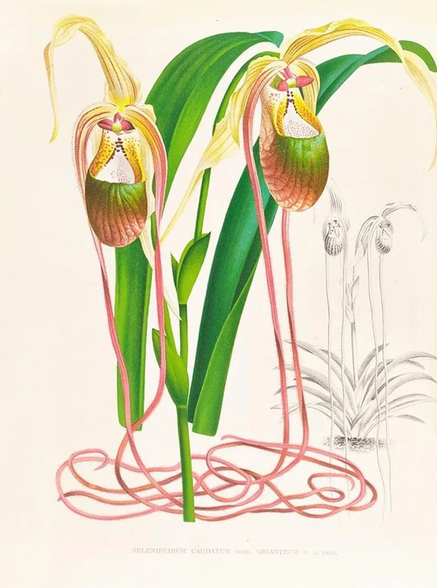 Selenipedium Caudatum