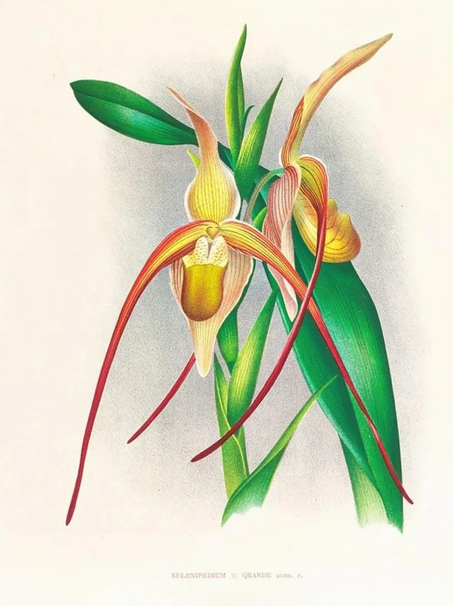 Selenipedium Grande
