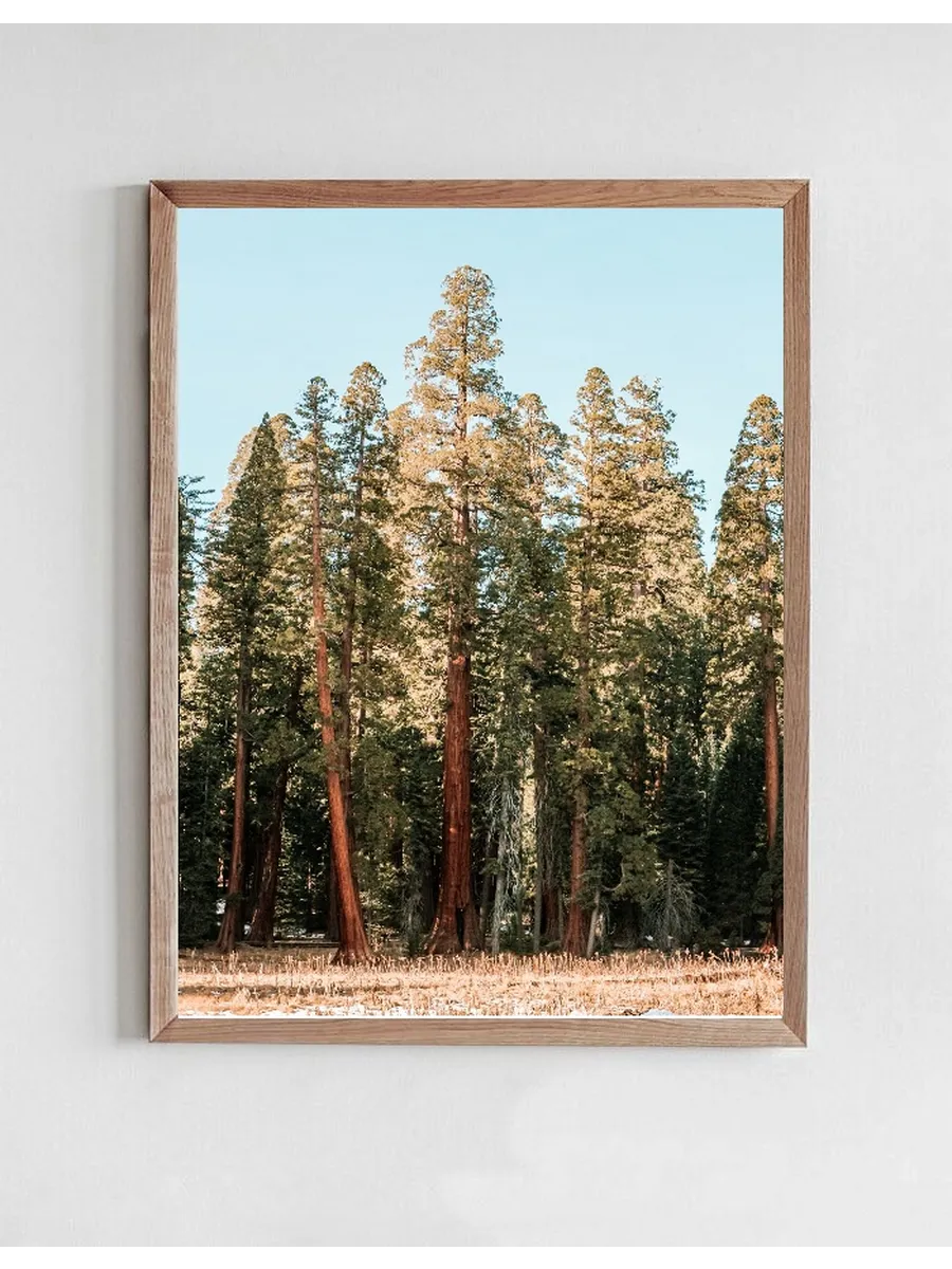 Sequoia National Park