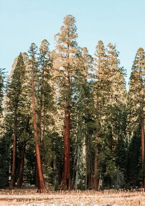 Sequoia National Park