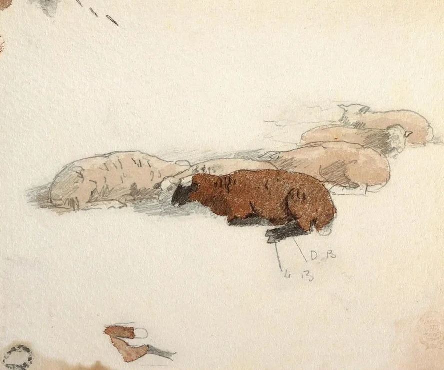 Sheep Resting
