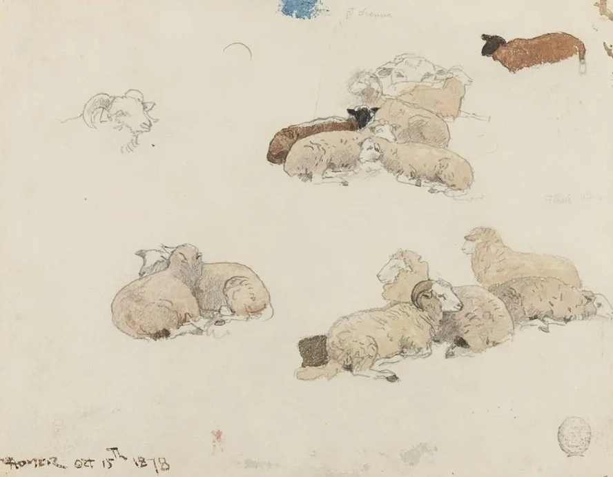 Sheep Resting