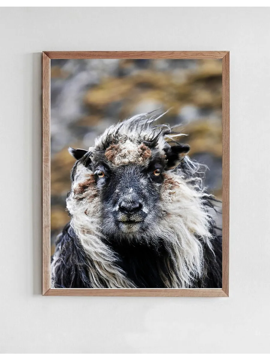Sheep