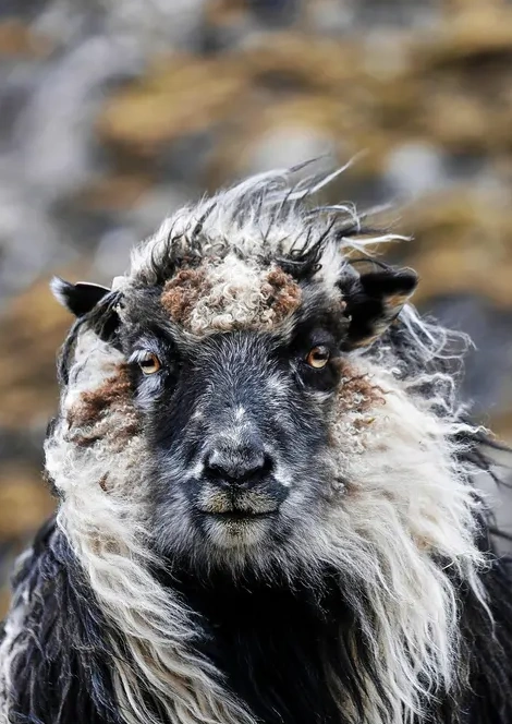 Sheep