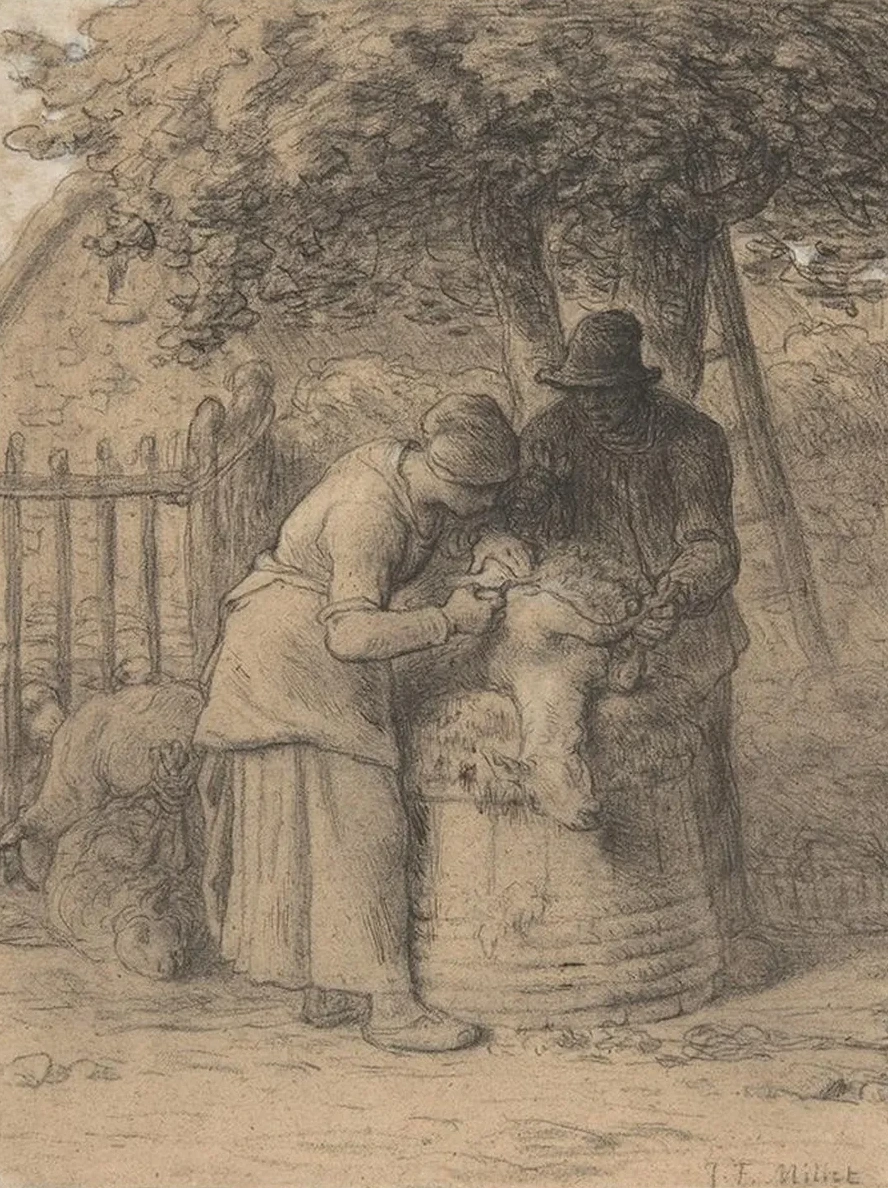 Sheepshearing Beneath a Tree