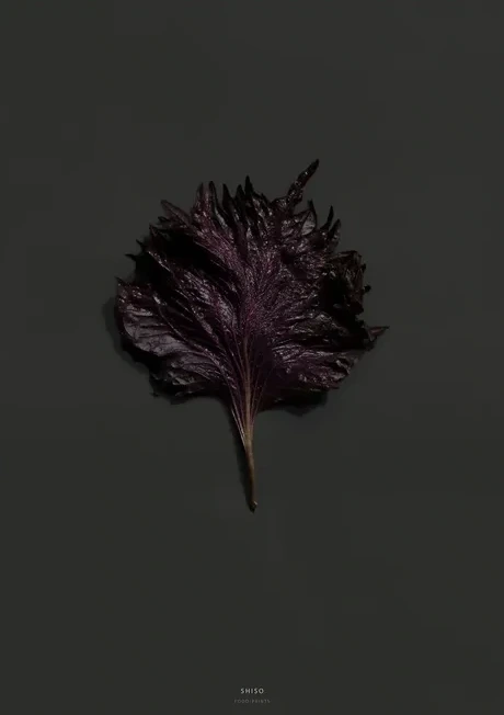 Shiso