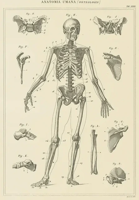 Skeleton Chart