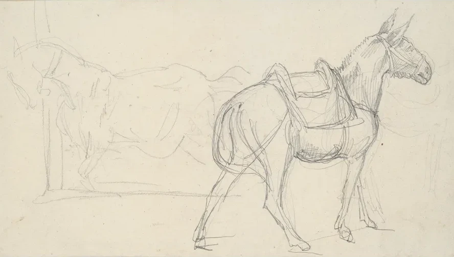 Sketch of aHorse