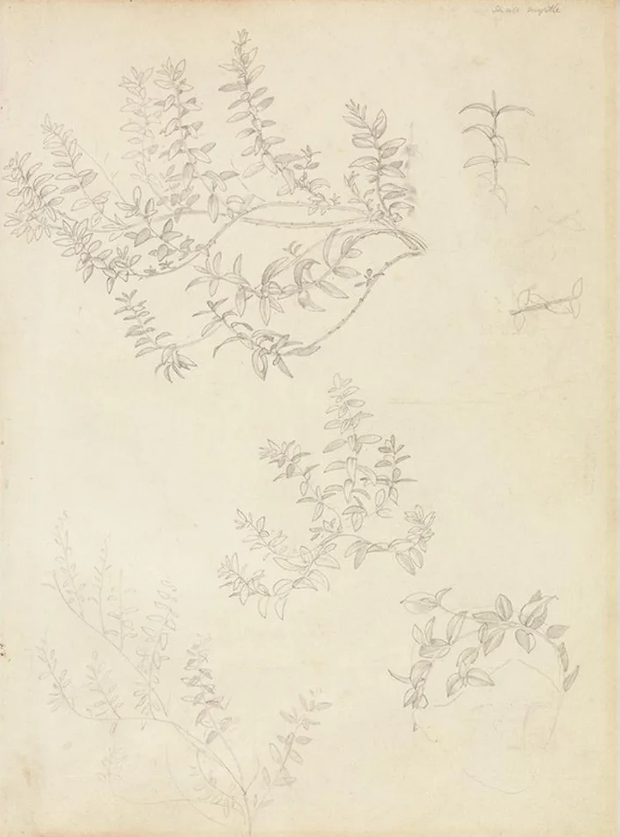 Sketches of Myrtle and a Head Crowned with Myrtle