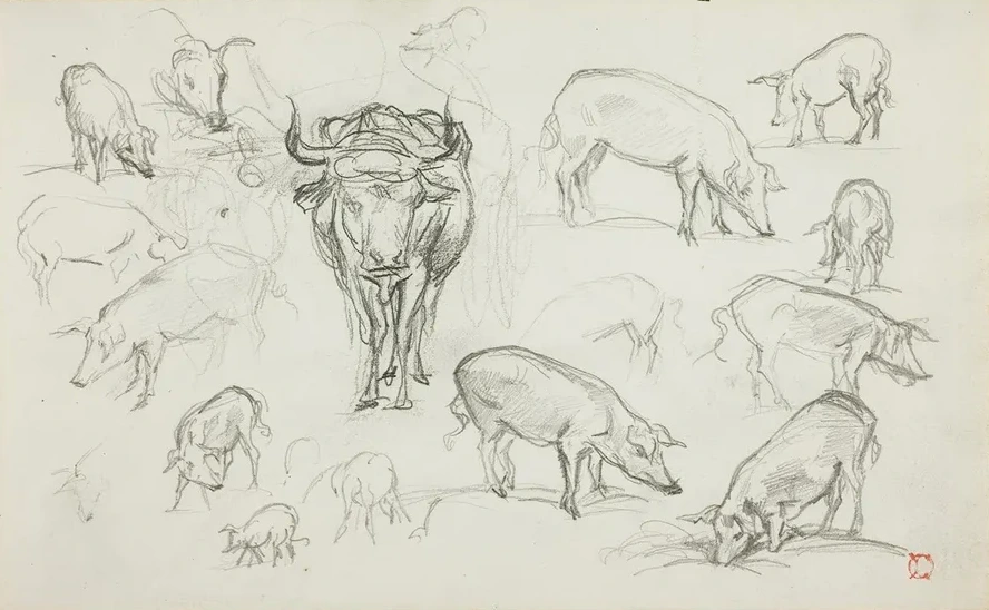 Sketches of Swine and an Ox