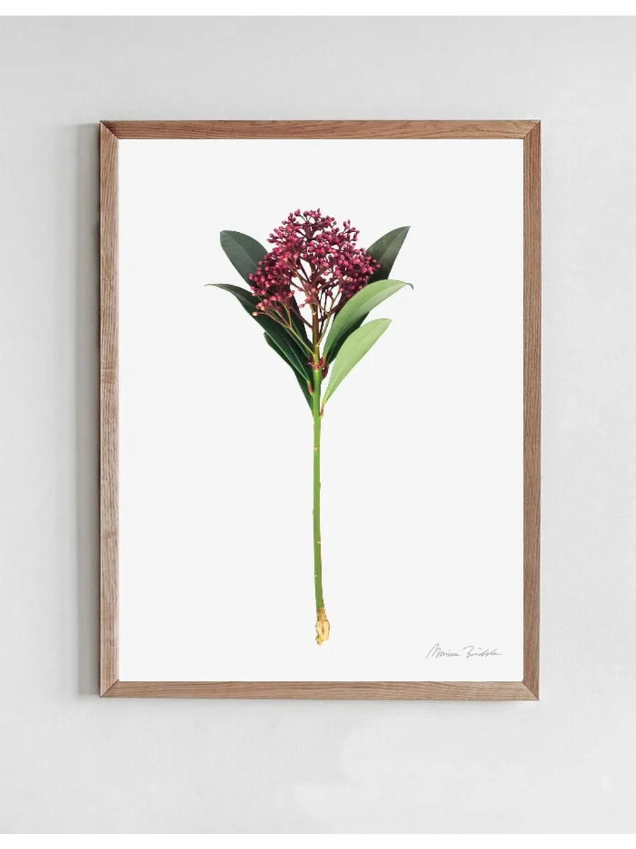 Skimmia