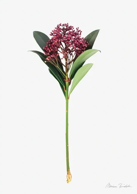 Skimmia