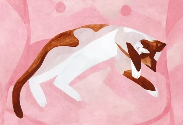 Sleeping Cat