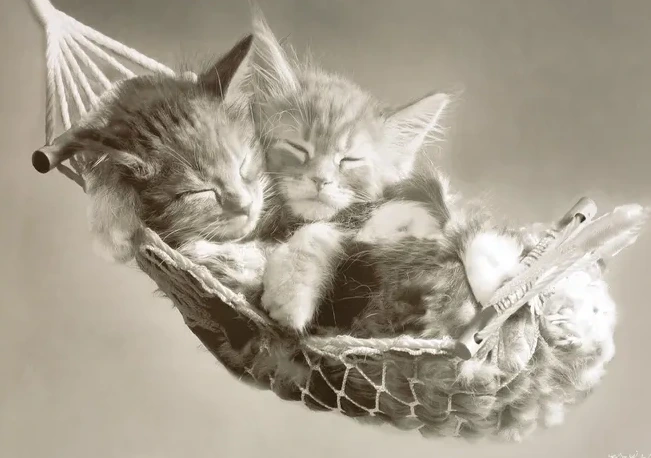 Sleeping Cats