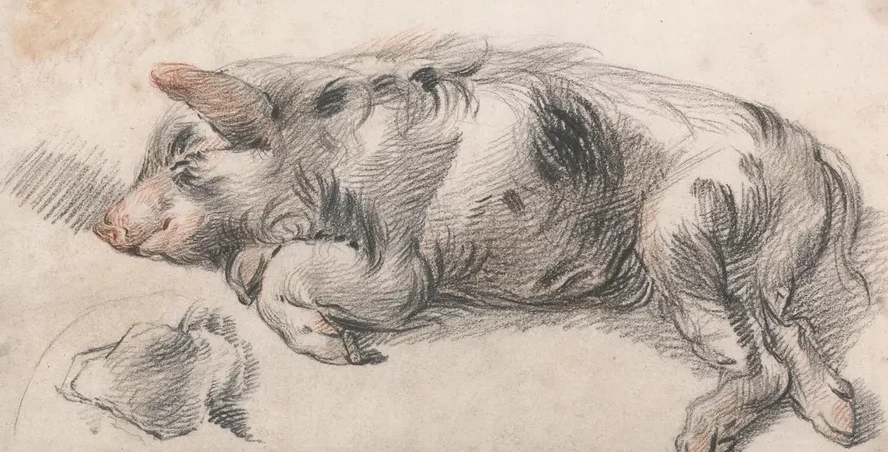 Sleeping Pig