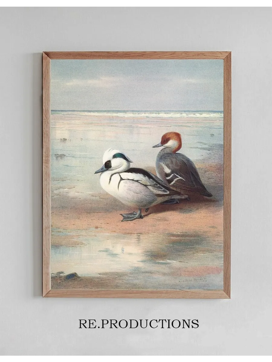 Smew
