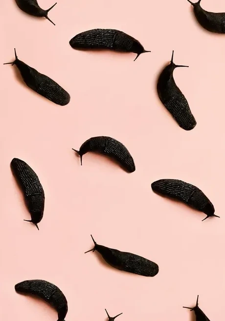Snail 4