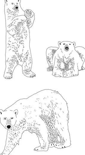 Snow Bears