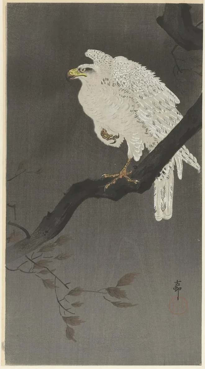 Snowy Eagle on a Tree Branch