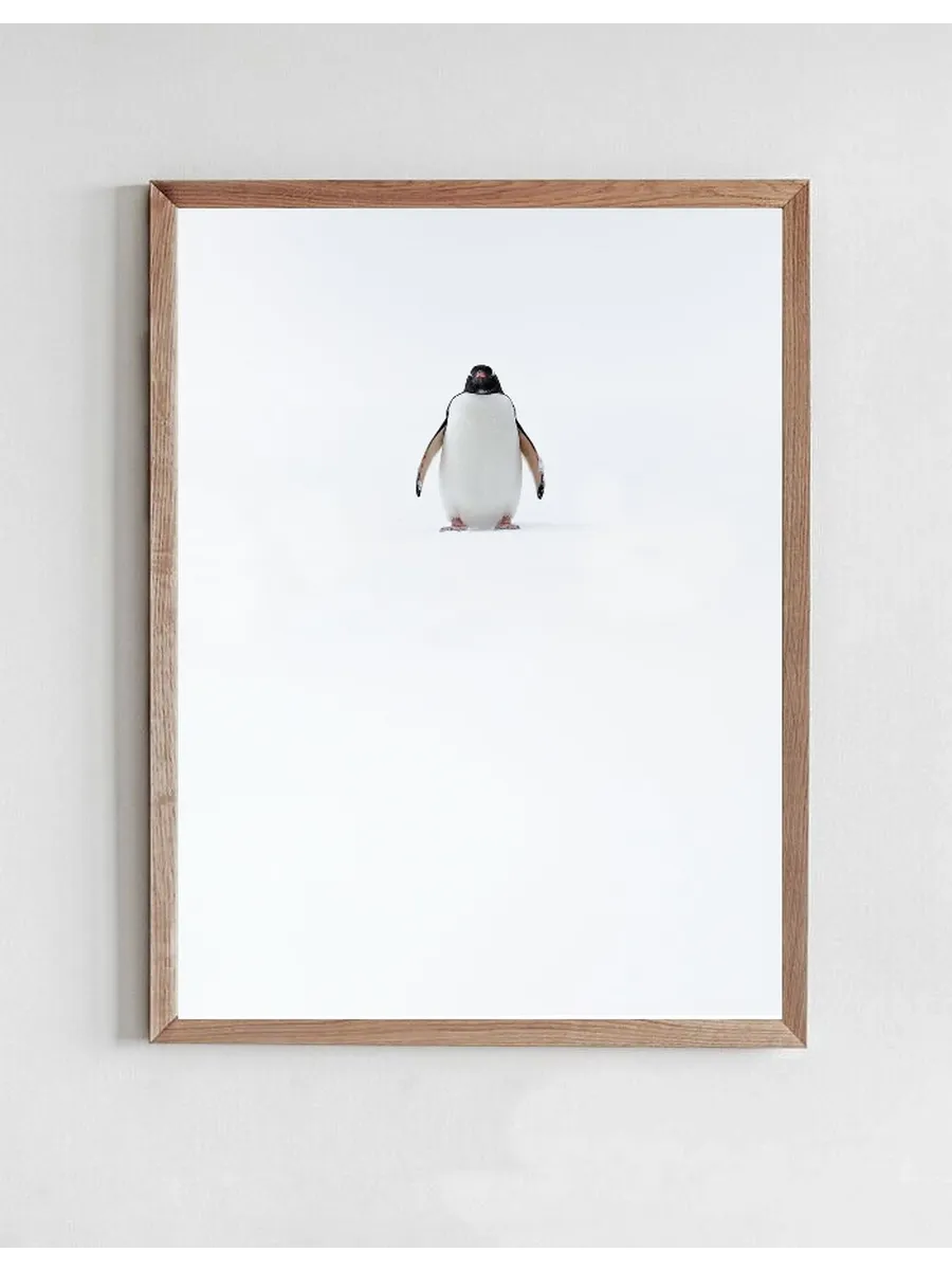 Solitary Penguin