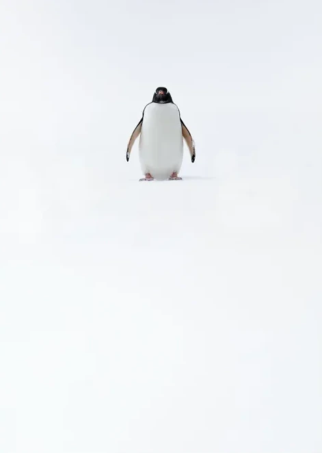 Solitary Penguin