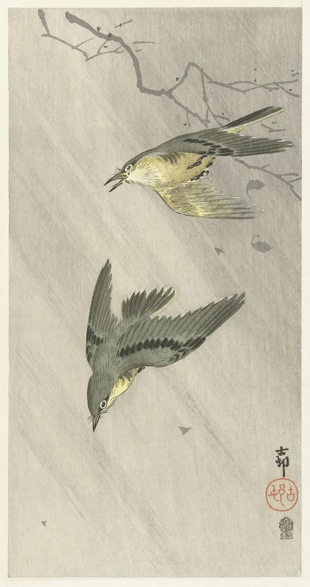 Songbirds in Rain