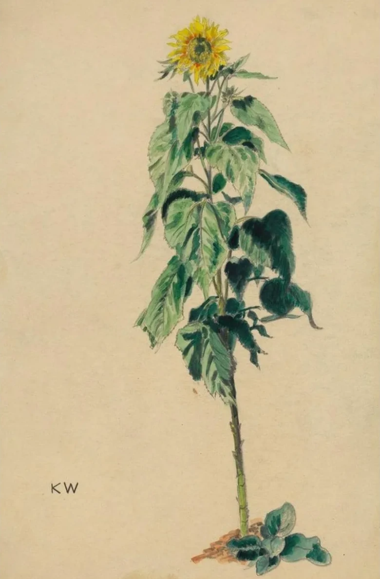Sonnenblume