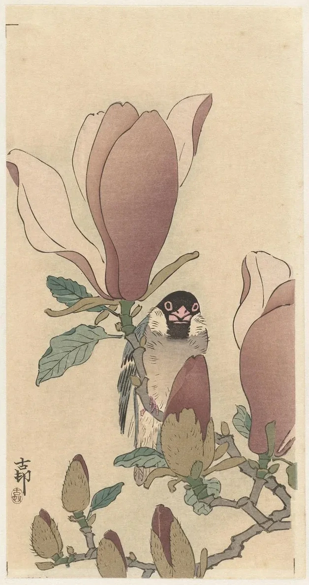 Sparrow on Blooming Magnolia Branch
