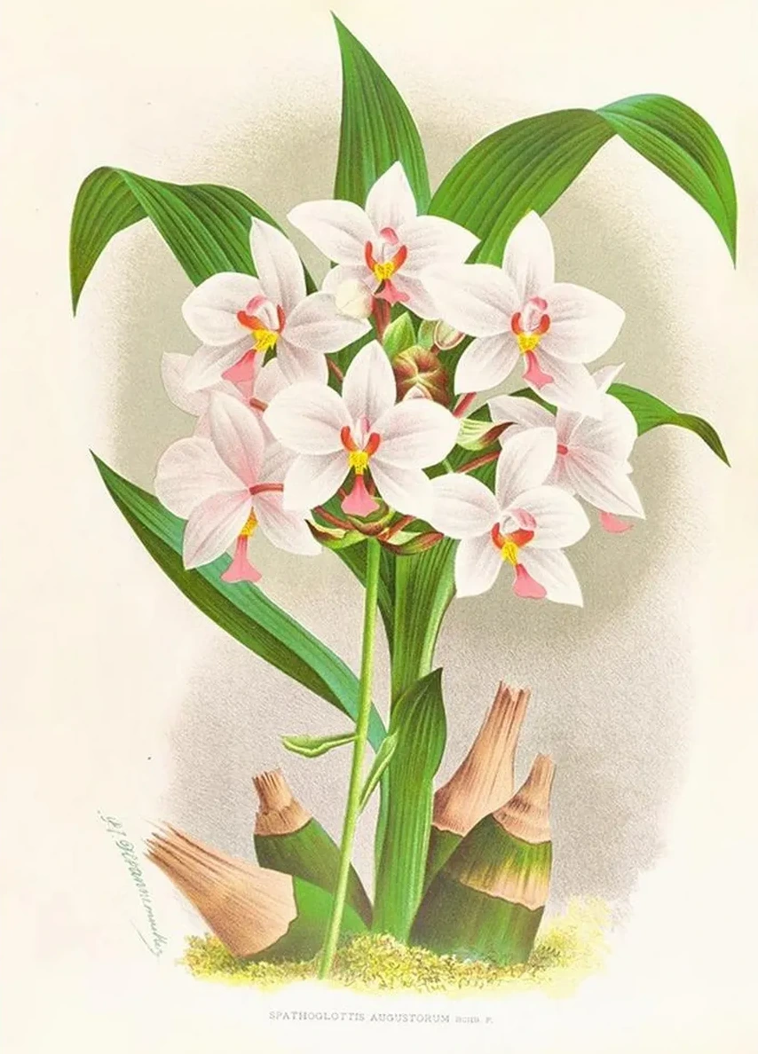 Spathoglottis Augustorum