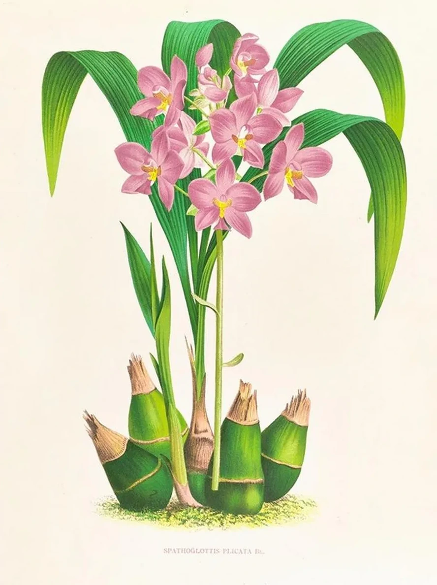 Spathoglottis Plicata