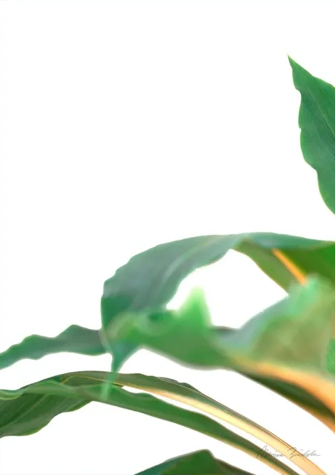 Spider Plant Green Orange