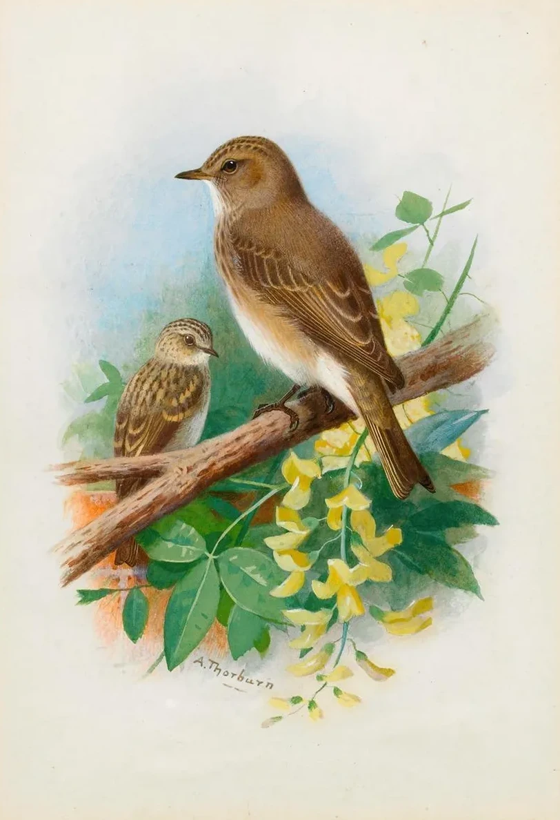 Spotted Flycatchers