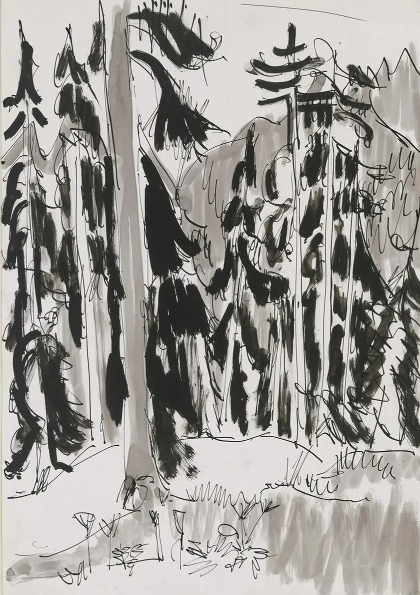 Spruces in the Mountains