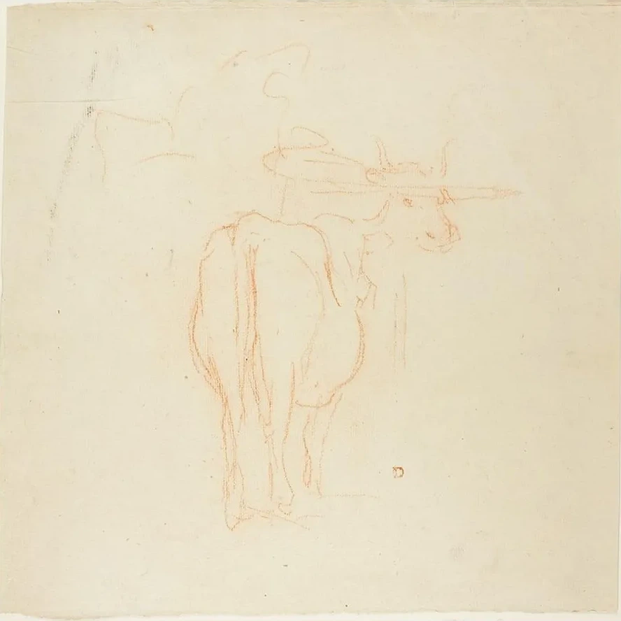 Standing Cattle