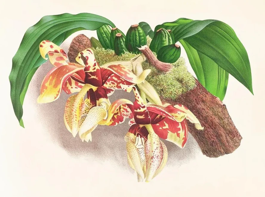 Stanhopea Tigrina
