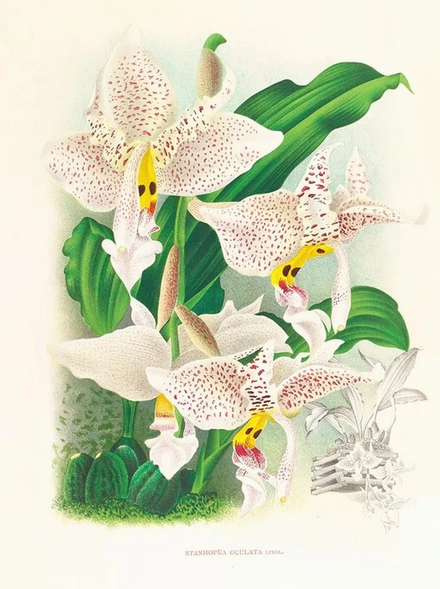 Stanhopea Oculata