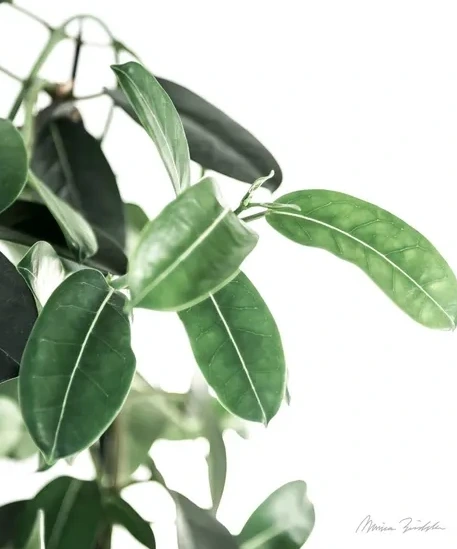 Stephanotis